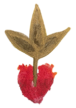 Corazón