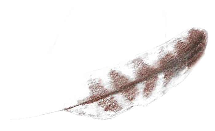 PLUMA