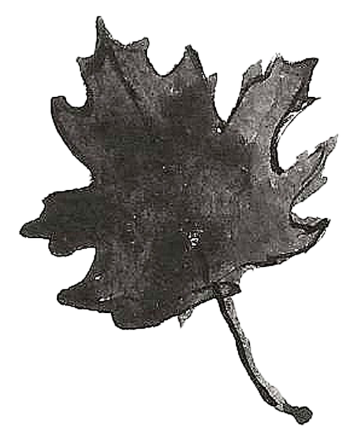 hoja negra
