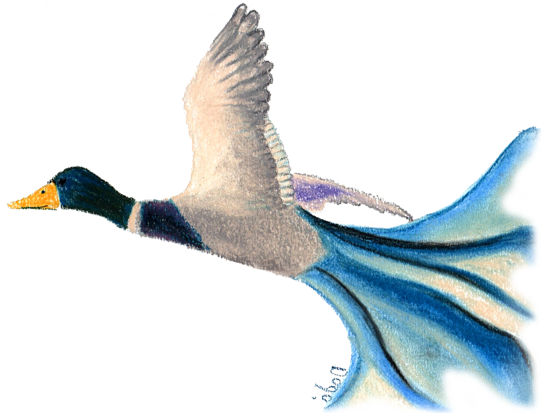 Pato