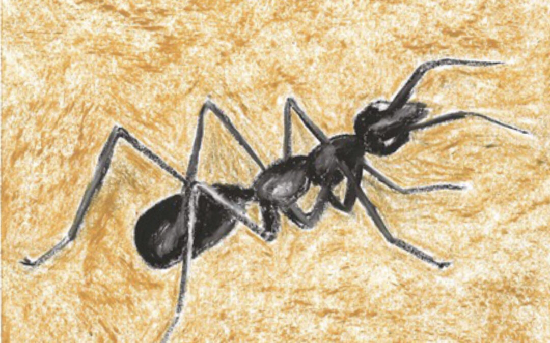 Catorceavo día de adviento