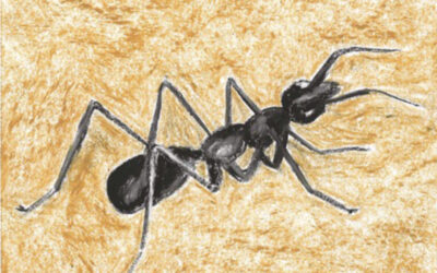 Catorceavo día de adviento